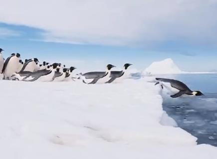 网友拍到帝企鹅排队跳水，这跳水姿势你打几分